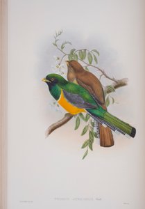 Trogon Atricollis, John Gouldin The Birds of Great Britain -levy, julkaistu 1862-73 (käsinvärinen lito) tekijältä John Gould