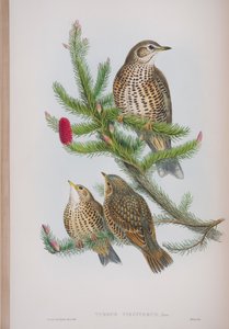 Turdus Viscivorus, lautanen John Gouldin teoksesta The Birds of Great Britain, julkaistu 1862-73 (käsinvärinen lito) tekijältä John Gould