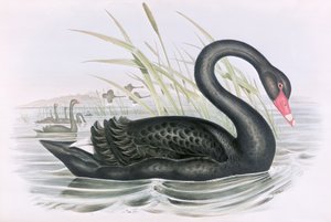 Tuntematon kuva tekijältä John Gould