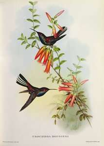 Urochroa Bougieri tekijältä John Gould