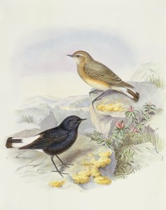 Variable wheatear (Oenanthe picata), kaiverrus John Gould tekijältä John Gould