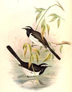 Valkosilmäinen Wagtail (Large Pied Wagtail) Motacilla maderaspatensis Gmelin tekijältä John Gould
