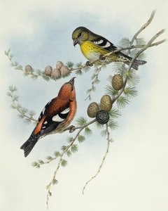 Valkosiipinen ristinokka (Loxia leucoptera), kaiverrus John Gould tekijältä John Gould