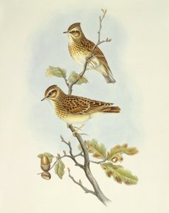 Puukiuru (Lullula arborea), kaiverrus John Gould tekijältä John Gould