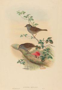Accentor modularis (Dunnock) tekijältä John Gould and H.C. Richter