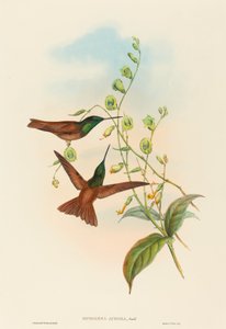 Diphogena aurora (Gouldin sateenkaari)