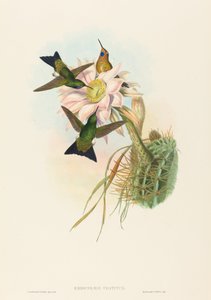 Glowing Puff-Leg (Glowing Puff-Leg) tekijältä John Gould and H.C. Richter