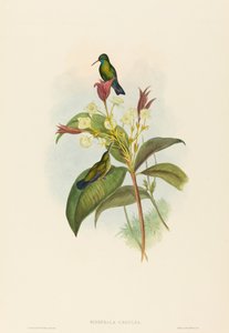 Sinileukainen safiiri tekijältä John Gould and H.C. Richter
