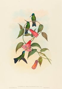 Eucephalus smaragdo caerulea (Gould