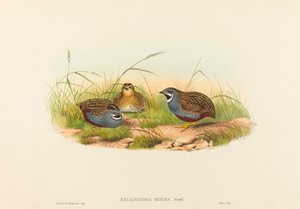 Excalftoria minima (sinirintaviiriäinen)