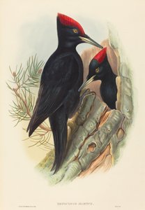 Isotikka (Dryocopus martius)