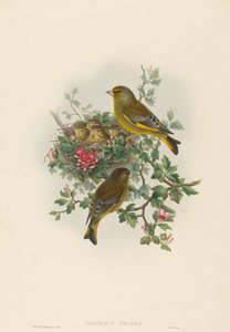 Ligurinus chloris (viherpeippo)