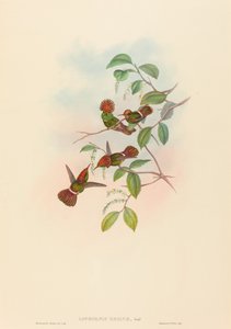 Spangled Coquette tekijältä John Gould and H.C. Richter
