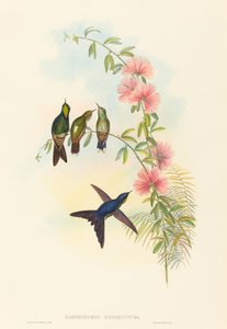 Ramphomicron microrhyncha (pieninokkainen orjankka) tekijältä John Gould and H.C. Richter