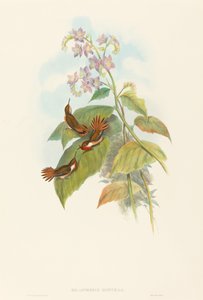 Tuikkiva Hummingbird tekijältä John Gould and H.C. Richter