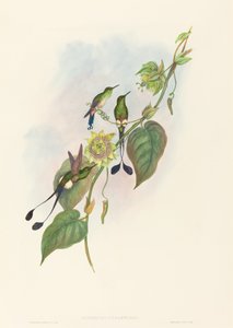 Spathura underwoodi (valkojalkainen mailapyrstö) tekijältä John Gould and H.C. Richter