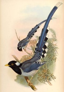 Keltalaskuinen sininen harakka Urocissa flavirostris (Blyth) tekijältä John Gould and Henry C. Richter