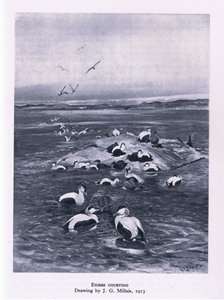Haahkat kosiskelemassa, Nature in Britain, julkaisija Collins, 1946.