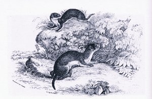 Collinsin julkaisema Studies of Badgers, Nature in Britain