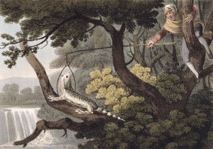 Meksikon Lizard Catcher, kaiverrus Matthew Dubourg (fl.1785-1820), julkaisija Edward Orme, 1813