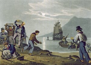 Turtle Catching on Land, kaiverrus Matthew Dubourg (fl.1785-1820), julkaisija Edward Orme, 1813