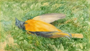 Golden Robin (pohjoinen oriole)