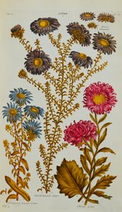 Aster, 1759-73 tekijältä John Hill