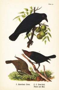 Amerikkavaris, Corvus brachyrhynchos 1 ja ruskeapäinen lehmälintu, Molothrus ater, naaras 2 ja uros 3