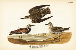 Amerikkalainen kultapiha, Pluvialis dominica 1,2 ja punertava turnstone, Arenaria interpres turnstone 3 tekijältä John James (after) Audubon