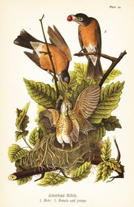 Amerikkalainen robin, Turdus migratorius, uros 1, naaras 2 ja poikaset pesässä
