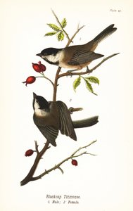 Mustakärkinen kananpoika, Poecile atricapillus
