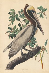 Ruskea Pelikaani tekijältä John James (after) Audubon