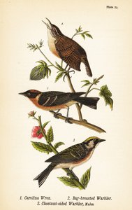 Carolina wren, Thryothorus ludovicianus 1, laakeritukka, Setophaga castanea 2, kastanjalapsikka, Setophaga pensylvanica 3
