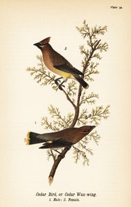 Setri vahasiipi, Bombycilla cedrorum Setrilintu tai setrivahasiipi, uros 1, naaras 2