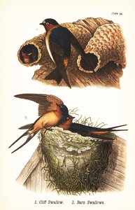 Pääskynen, Petrochelidon pyrrhonota 1, ja pääskys, Hirundo rustica 2 tekijältä John James (after) Audubon