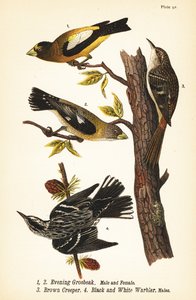 Iltapiippu, Coccothraustes vespertinus 1,2, ruskea creeper, Certhia americana 3, ja mustavalkotita, Mniotilta varia 4 tekijältä John James (after) Audubon