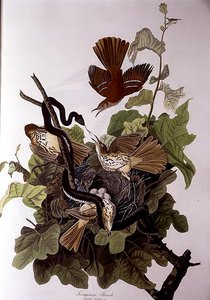 Ferruginous Thrush, teoksesta "Birds of America", kaiverrus Robert Havell (1793-1878) (värinen kaiverrus) tekijältä John James (after) Audubon