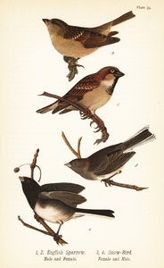 Varpunen, Passer domesticus ja tummasilmäinen junco, Junco hyemalis
