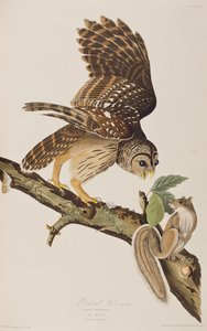 Kuvitus John James Audubonin teoksesta "Birds of America". tekijältä John James (after) Audubon