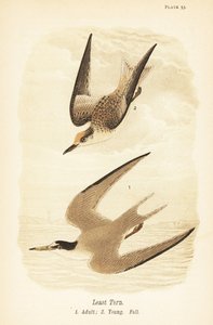 Pienitiira, Sternula antillarum, aikuinen 1, nuori, varjohöyhenpeite 2 tekijältä John James (after) Audubon