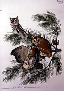 Little Screech Owl, elokuvasta "Birds of America", kaiverrus Robert Havell (1793-1878) (värinen kaiverrus) tekijältä John James (after) Audubon