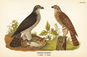 Pohjoinen haukka, Accipiter gentilis, amerikkalainen haukka, aikuinen saalista 1, nuori 2