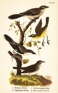 Pohjoinen ritiläinen, Lanius borealis 1, keltarintainen, Icteria virens 2, metsäkärki, Lanius ludovicianus tekijältä John James (after) Audubon