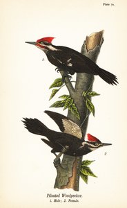Kasvatikka, Dryocopus pileatus, uros 1, naaras 2 tekijältä John James (after) Audubon