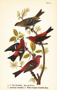 Pinicola enucleator, uros 1, naaras 2, amerikkalainen ristinokka tai punainen ristinokka, Loxia curvirostra 3, valkosiipinen ristinokka, Loxia leucoptera 4, urokset tekijältä John James (after) Audubon