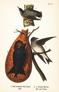 Punarintapähkinä, Sitta canadensis, uros 1 ja purppura martin, Progne subis, uros 2 ja narttu 3 tekijältä John James (after) Audubon