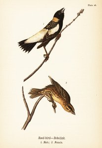 Ruokolintu tai bobolinkki, Dolichonyx oryzivorus, uros 1, naaras 2 tekijältä John James (after) Audubon