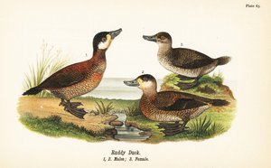 Ruddy ankka, Oxyura jamaicensis, urokset 1, 2 ja naaras 3 tekijältä John James (after) Audubon
