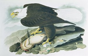 Bald-headed Eagle elokuvasta "Birds of America", kaiverrus R. Havell, m 1829 (värinen kaiverrus) tekijältä John James (after) Audubon