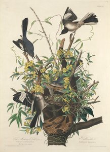 Pilkkaava lintu tekijältä John James (after) Audubon